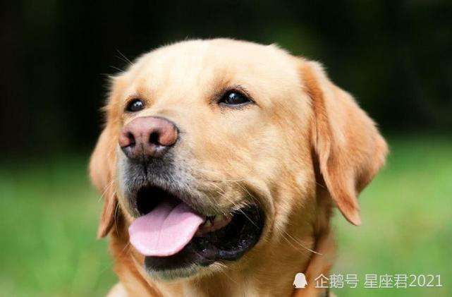 属狗的今天运势怎样(属狗今日运势非常运势)