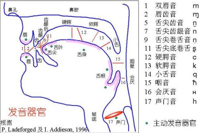 怎么判断声带合不合音(怎么判断声带闭合好不好)