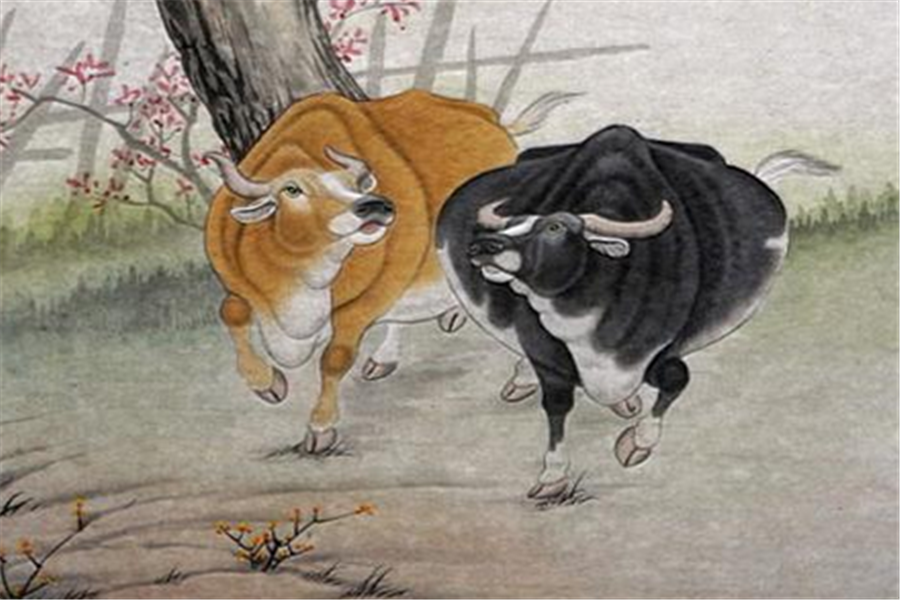 狗和牛做兄妹合不合(狗和牛兄弟姐妹合不合)