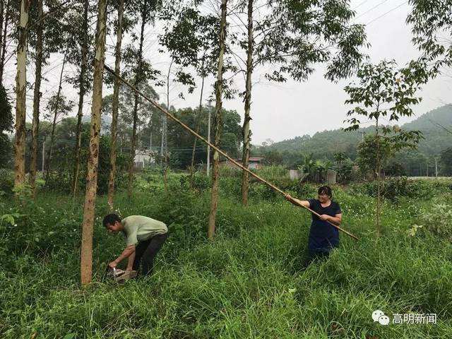 种植桉树合不合法(桉树为什么禁止种植)