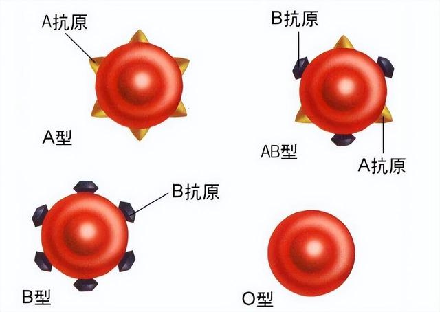 b血型与a血型合不合(a型血和b型血结合会有什么血型)