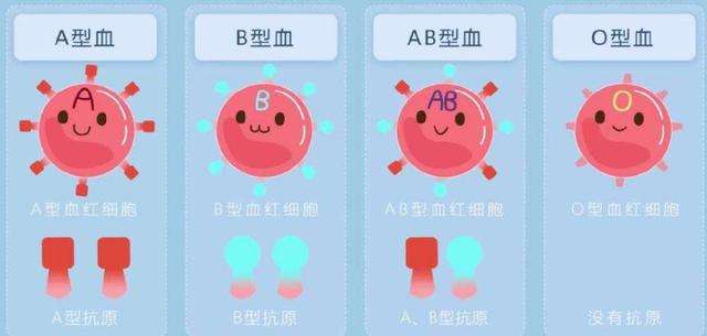 血型a和ab性格合不合(a型血和ab型血性格差异)