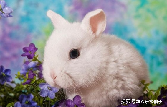 属兔人每日运势(属兔人的每月运势)