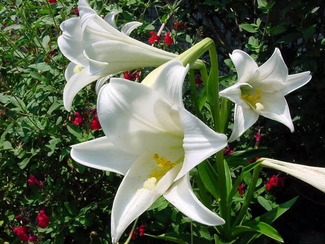 百合花运势(养几支百合招桃花运)