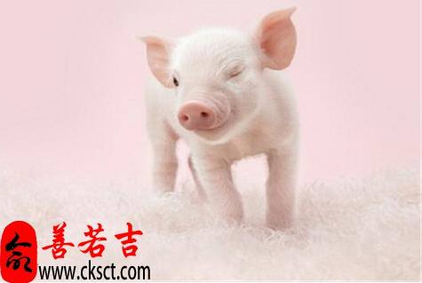 属猪女2015年运势(属猪2015年运势详解)