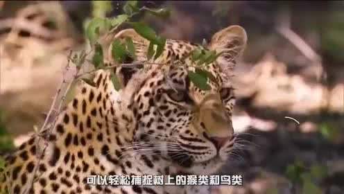 猴子与豹子合不合适(豹子为什么不吃小猴子)