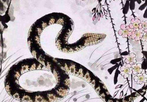 蛇2019年每月运势(蛇2019年每月运势怎样)