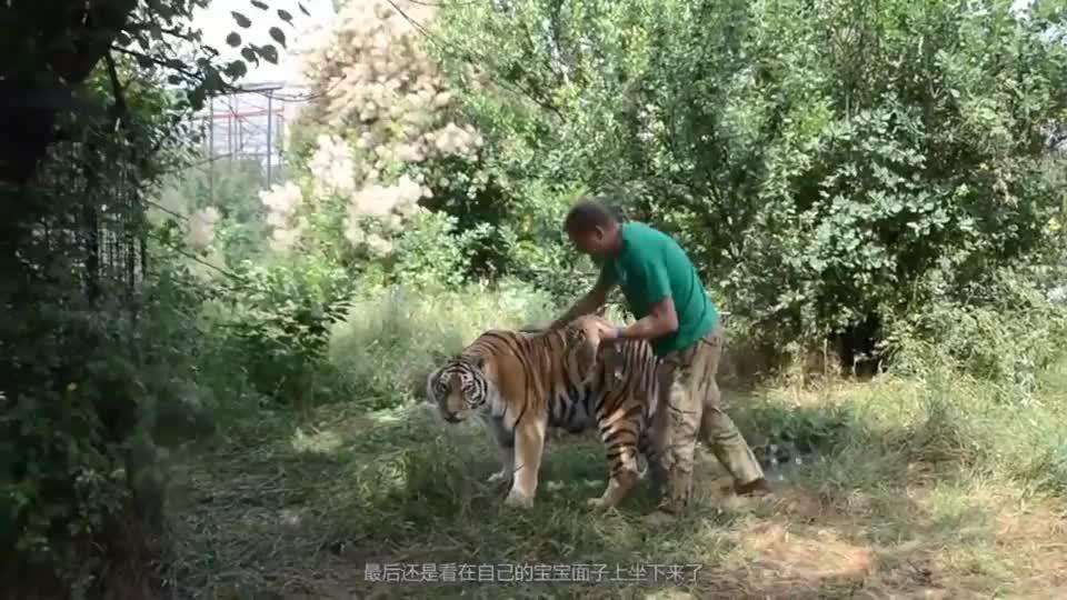 猴哥哥和虎宝宝合不合(猴哥哥和虎宝宝合不合婚)