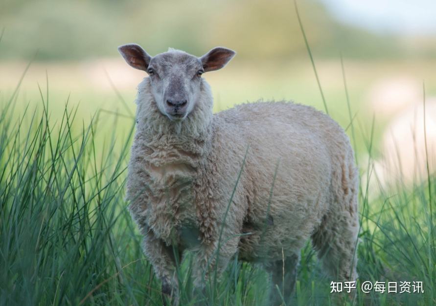 40岁羊年运势(属羊人40岁以后运程)