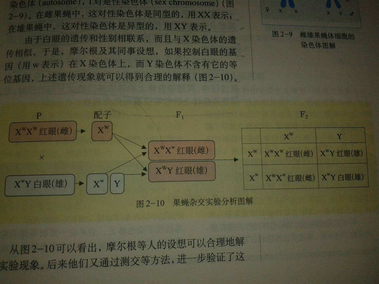 怎么查情侣基因合不合格(怎样查夫妻双方基因合不合)