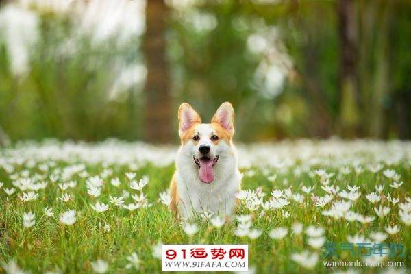 父母属猴孩子属狗合不合(父母属猴孩子属狗合不合婚)