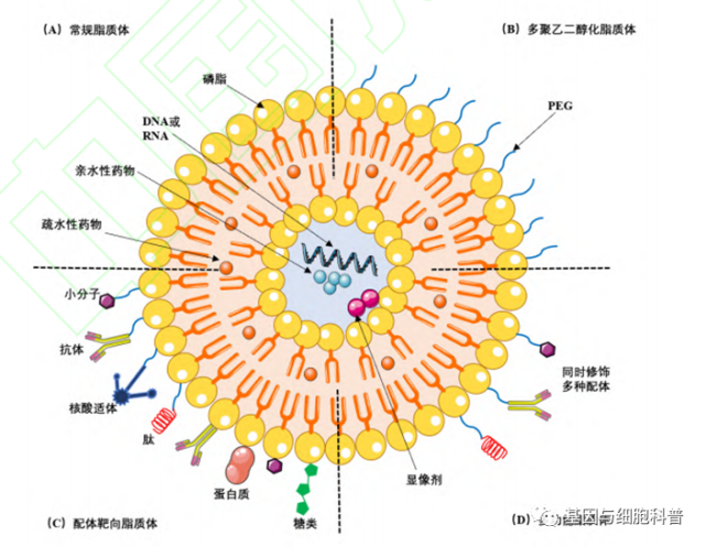 高尔基体合不合成脂质(高尔基体能不能合成蛋白质)