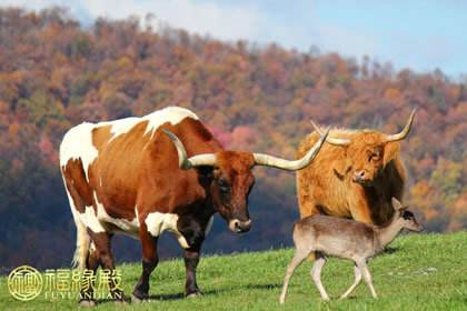 生肖牛每月运势(生肖牛每月运势如何)