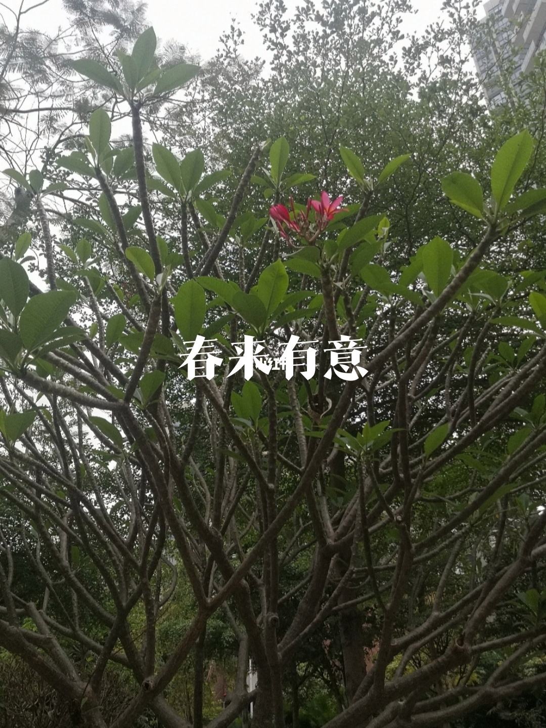 鸡蛋花和奶粉合不合(鸡蛋花和奶粉合不合吃)