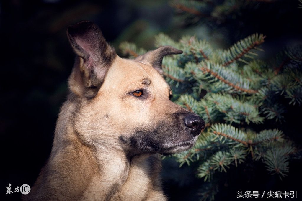 94年属狗男一生运势(94年属狗男一生运势怎么样)