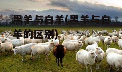 黑羊与白羊(黑羊与白羊的区别)