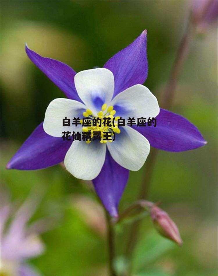 白羊座的花(白羊座的花仙精灵王)