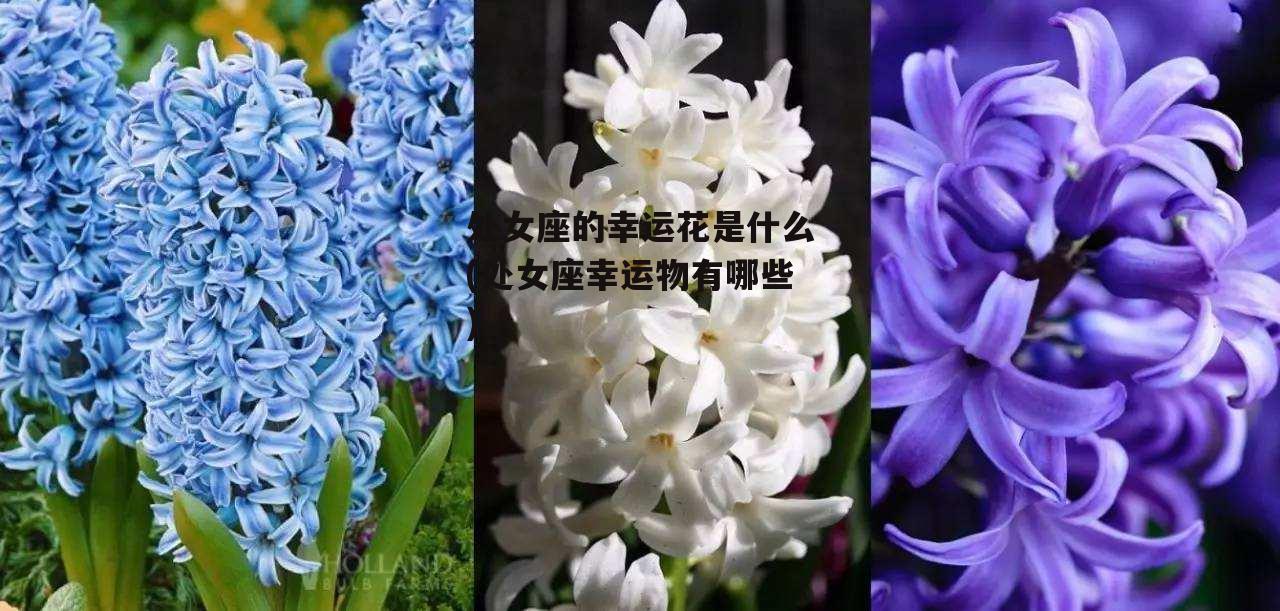 处女座的幸运花是什么(处女座幸运物有哪些)